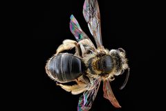 Andrena imitatrix by USGS Native Bee Inventory and Monitoring Laboratory. Used under a Public domain license.
