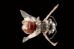 Andrena mariae f by USGS Native Bee Inventory and Monitoring Laboratory. Used under a Public domain license.