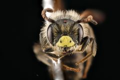 Andrena miserabilis by USGS Native Bee Inventory and Monitoring Laboratory. Used under a Public domain license.