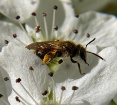 Andrena miserabilis 121772371 by brian-d. Used under a CC BY 4.0 license.