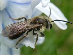 Andrena miserabilis 190361389 by raffib128. Used under a CC0 license.