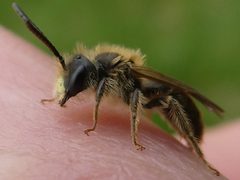 Andrena miserabilis 190361448 by raffib128. Used under a CC0 license.