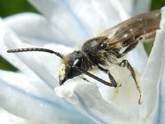 Andrena miserabilis 192519348 by raffib128. Used under a CC0 license.