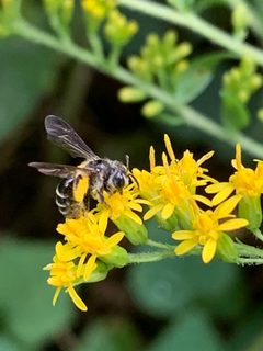 Andrena nubecula 52563187 by Healthy Yards. Used under a CC BY 4.0 license.