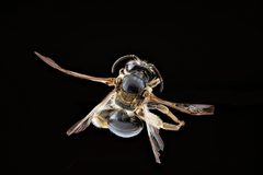 Andrena nuda by USGS Native Bee Inventory and Monitoring Laboratory. Used under a Public domain license.
