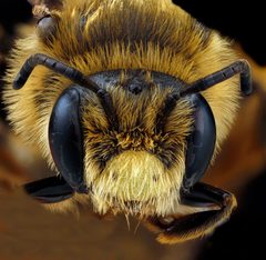 Andrena rudbeckiae by USGS Native Bee Inventory and Monitoring Laboratory. Used under a Public domain license.