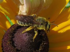 Andrena rudbeckiae 1 by Ilona Loser. Used under a CC BY-SA 4.0 license.