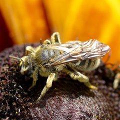 Andrena rudbeckiae 2 by Ilona Loser. Used under a CC BY-SA 4.0 license.