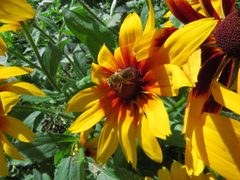Andrena rudbeckiae 3 by Ilona Loser. Used under a CC BY-SA 4.0 license.