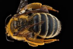 Andrena rudbeckiae m by USGS Native Bee Inventory and Monitoring Laboratory. Used under a Public domain license.