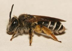 Andrena wilkella f by 



This image is created by user Dick Belgers at Waarneming.nl, a source of nature observations in the Netherlands.
. Used under a CC BY 3.0 license.