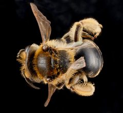 Andrena wilkella f2 by USGS Native Bee Inventory and Monitoring Laboratory. Used under a Public domain license.