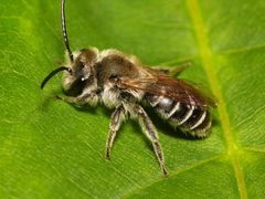 Andrena wilkella m by 



This image is created by user Dick Belgers at Waarneming.nl, a source of nature observations in the Netherlands.
. Used under a CC BY 3.0 license.