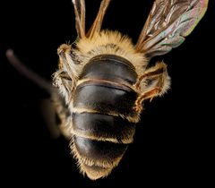 Andrena wilkella m1 by USGS Native Bee Inventory and Monitoring Laboratory. Used under a Public domain license.