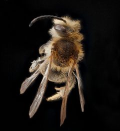 Andrena wilkella male by USGS Native Bee Inventory and Monitoring Laboratory. Used under a Public domain license.