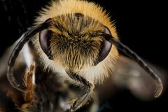 Andrena wilkella male face by USGS Native Bee Inventory and Monitoring Laboratory. Used under a Public domain license.