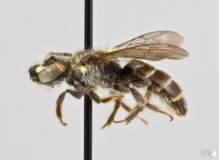 Calliopsis andreniformis Female by The Packer Lab. Used under a Attribution license.