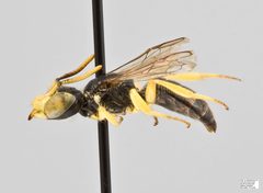 Calliopsis andreniformis Male by The Packer Lab. Used under a Attribution license.