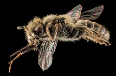 Calliopsis nebraskensis male by USGS Bee Inventory and Monitoring Lab. Used under a CC BY 2.0 license.