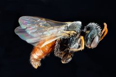 Macrotera latior by USGS Native Bee Inventory and Monitoring Laboratory. Used under a Public domain license.