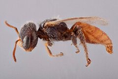 Macrotera latior 01 by Laurence Packer, York University. Used under a CC BY 3.0 license.
