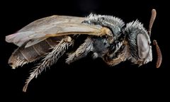 Macrotera latior female by USGS Native Bee Inventory and Monitoring Laboratory. Used under a Public domain license.