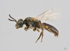 Perdita bequaerti Male by The Packer Lab. Used under a Attribution license.