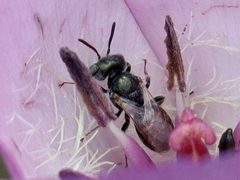 Perdita californica ssp. californica by Tom Barnes. Used under a CC BY 4.0 license.