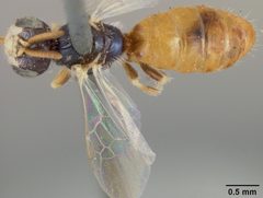 Perdita chamaesarachae top view by Smithsonian Institution, Entomology Department. Used under a Public domain license.