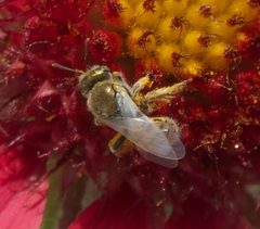 Perdita coreopsidis - inat 135516500 by {{{name}}}. Used under a CC BY-SA 4.0 license.