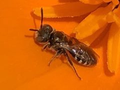 Perdita interrupta by David Rankin. Used under a CC BY-SA 4.0 license.