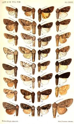CATALOGUE-BM-PLATE CXXVI by Sir GEORGE F. HAMPSON, Bart.. Used under a Public domain license.