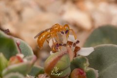 Perdita minima  by KRHick. Used under a CC BY-SA 4.0 license.