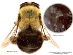 3-Medeus ithacaensis probably Anthophora abrupta BMOC-95-0422-020 by Photo or drawing by Pavel Klimov, Bee Mite ID (idtools.org/id/mites/beemites) unless otherwise stated in description on Bee mites website.. Used under a Public domain license.
