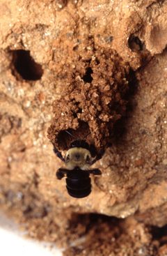 Anthophora abrupta by Scott Bauer. Used under a Public domain license.