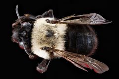 Anthophora abrupta female by USGS Native Bee Inventory and Monitoring Laboratory. Used under a Public domain license.