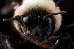 Anthophora abrupta female face by USGS Native Bee Inventory and Monitoring Laboratory. Used under a Public domain license.