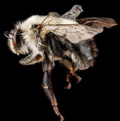 Anthophora bomboides male by USGS Native Bee Inventory and Monitoring Laboratory. Used under a Public domain license.