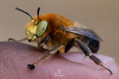 Male A. crotchii by KRHick. Used under a CC BY-SA 4.0 license.