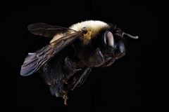 Habropoda laboriosa f by USGS Native Bee Inventory and Monitoring Laboratory. Used under a Public domain license.