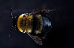 Habropoda laboriosa f1 by USGS Native Bee Inventory and Monitoring Laboratory. Used under a Public domain license.