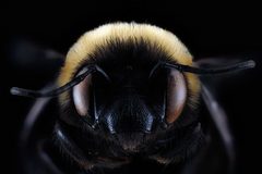 Habropoda laboriosa f2 by USGS Native Bee Inventory and Monitoring Laboratory. Used under a Public domain license.