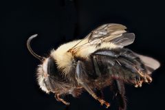 Habropoda laboriosa m by USGS Native Bee Inventory and Monitoring Laboratory. Used under a Public domain license.