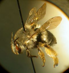 Habropoda miserabilis f by Susan E. Nyoka. Used under a Public domain license.