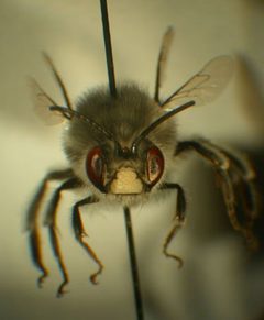 Habropoda miserabilis m by Susan E. Nyoka. Used under a Public domain license.