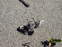 Habropoda miserabilis mating ball of males by Susan E. Nyoka. Used under a Public domain license.