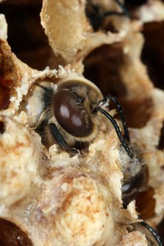 Apis mellifera carnica drone aborning by  Richard Bartz, Munich Makro Freak &amp; Beemaster Hubert Seibring, Munich which gave me advice and a protection suite ;) My dog cashed 6 bee-sticks on the nose, i cashed 4.. Used under a CC BY-SA 2.5 license.