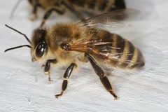 Apis mellifera carnica worker hive entrance 2 by  Richard Bartz, Munich Makro Freak &amp; Beemaster Hubert Seibring, Munich which gave me advice and a protection suite ;) My dog cashed 6 bee-sticks on the nose, i cashed 4.. Used under a CC BY-SA 2.5 license.