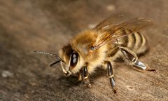 Apis mellifera carnica worker hive entrance 3 by Richard Bartz, Munich Makro Freak & Beemaster Hubert Seibring, Munich which gave me advice and a protection suite ;) My dog caught 6 bee-stings on the nose, i caught 4.. Used under a CC BY-SA 2.5 license.