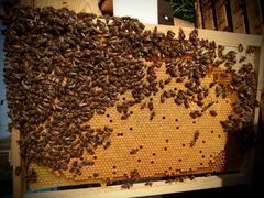 SAR CE Apis mellifera carnica couvain by Michel Groux. Used under a CC BY-SA 4.0 license.